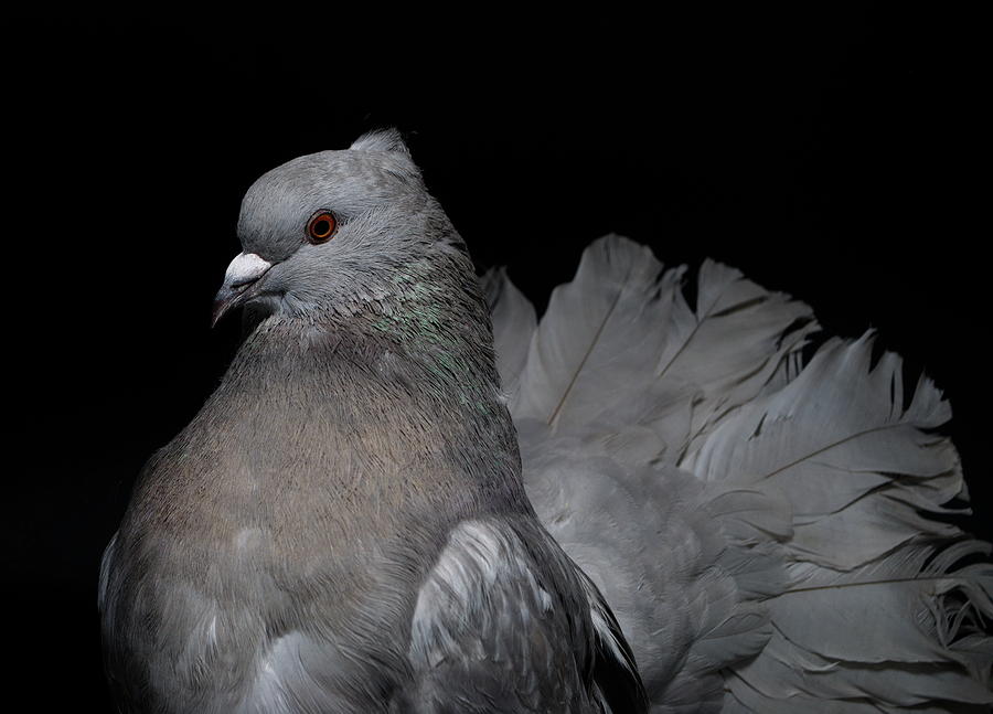 Silver Indian Fantail Pigeon Photograph by Nathan Abbott