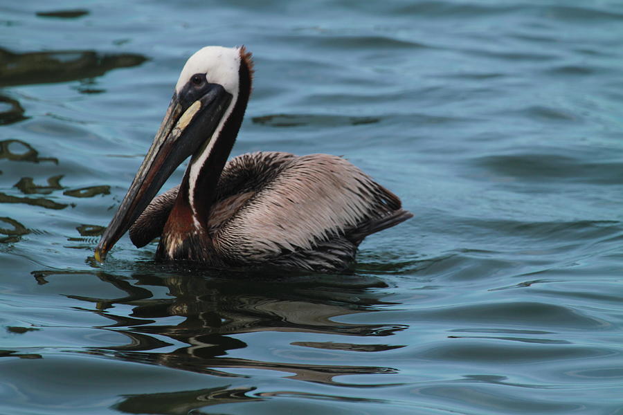 Pelican Photograph - Silver Lake Pelican 18 by Cathy Lindsey