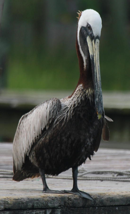Pelican Photograph - Silver Lake Pelican 42 by Cathy Lindsey