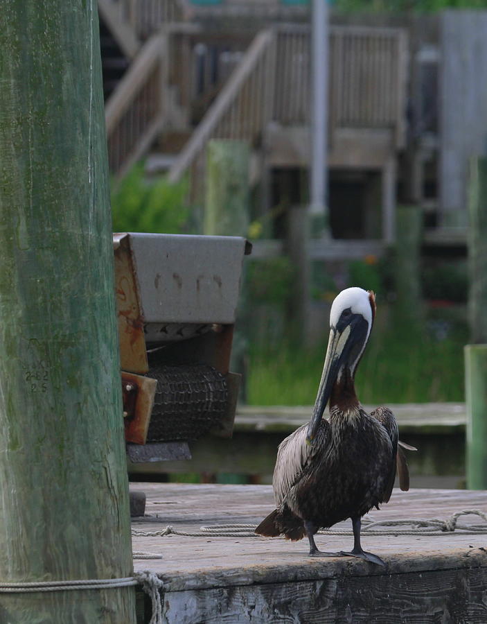Silver Lake Pelican 50 Photograph