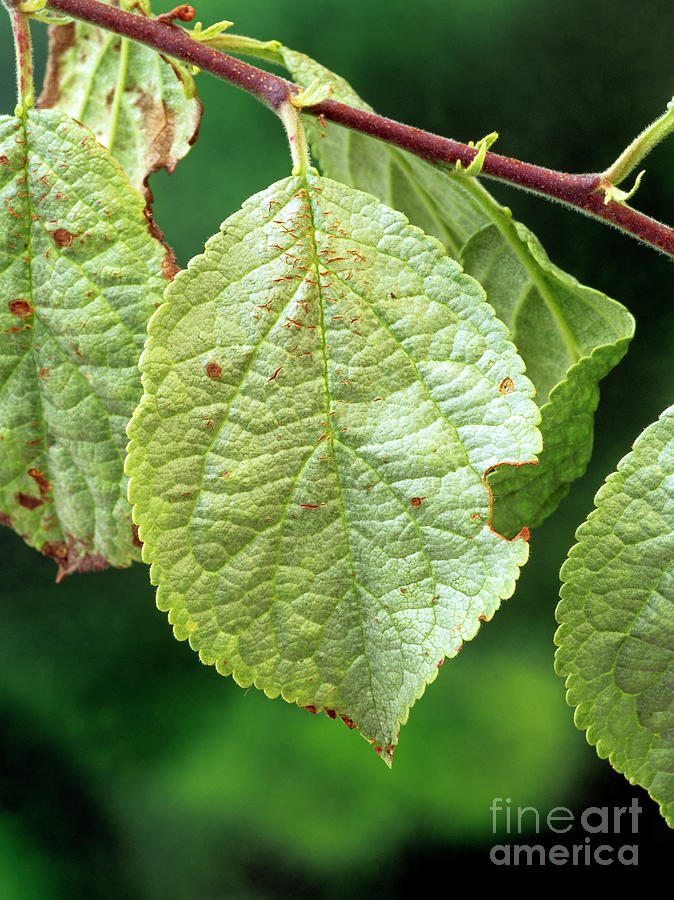 silver-leaf-disease-photograph-by-geoff-kidd-science-photo-library-pixels