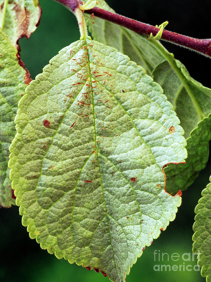 silver-leaf-disease-on-plum-photograph-by-geoff-kidd-science-photo