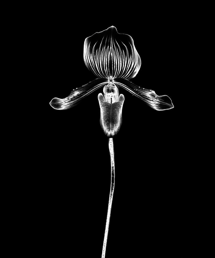 Silver Orchid Against A Black Background Photograph by Mike Hill