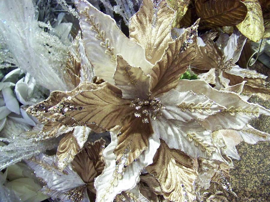 Silver Poinsettia  Photograph by Julie Rauscher