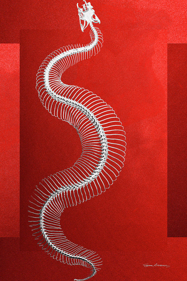 Silver Snake Skeleton over Red Canvas Digital Art by Serge Averbukh
