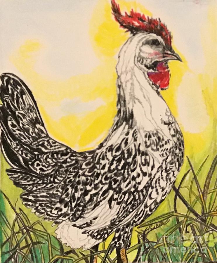 Silver Spangled Hamburg Chicken Drawing by Laurel Adams