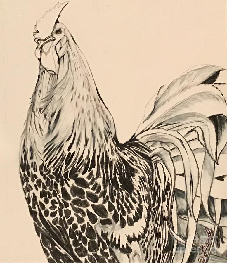 Silver Spangled Hamburg Rooster, B/W Drawing by Laurel Adams