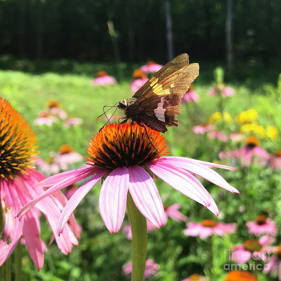 Silver Spotted Skipper and Echinacea 1 Photograph by Amy E Fraser