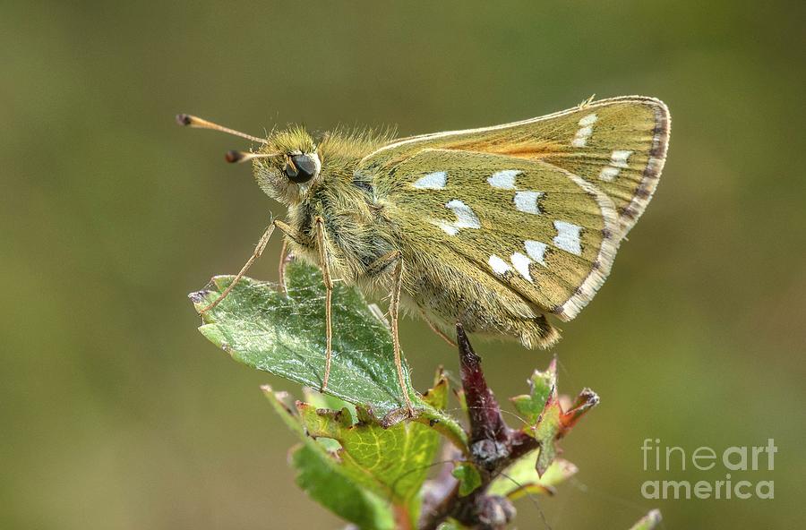Silver-spotted Skipper Butterfly Photograph by Bob Gibbons/science Photo Library