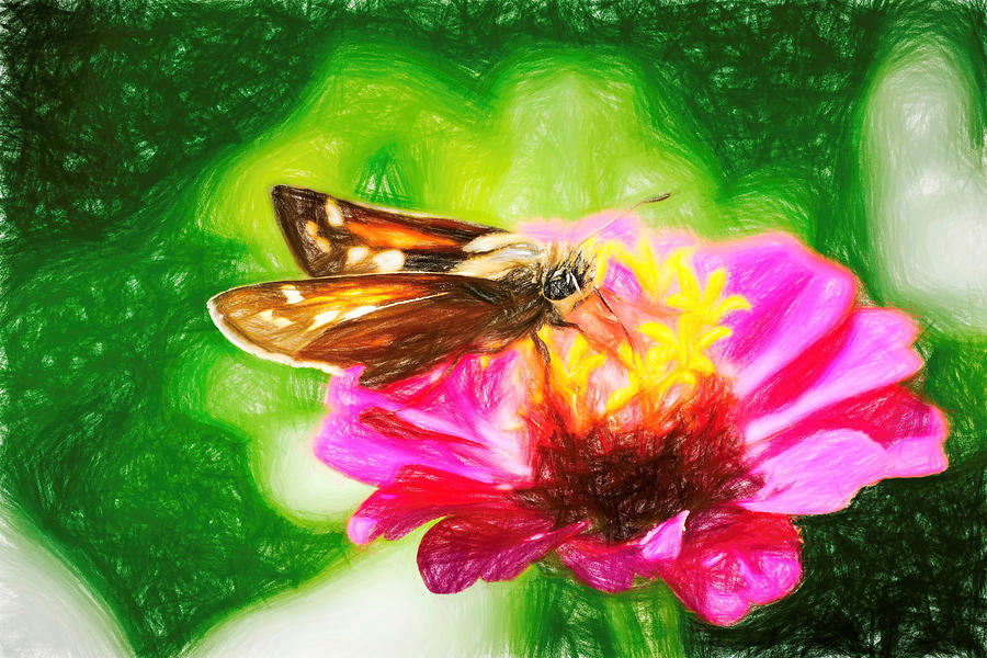 Silver Spotted Skipper Butterfly Colored Pencil Photograph by Don Northup