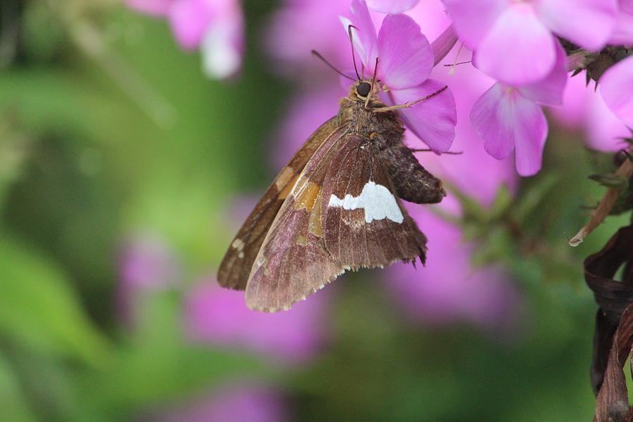 Butterfly Photograph - Silver-spotted Skipper by Callen Harty Butterfly Photograph - Silver-spotted Skipper by Callen Harty