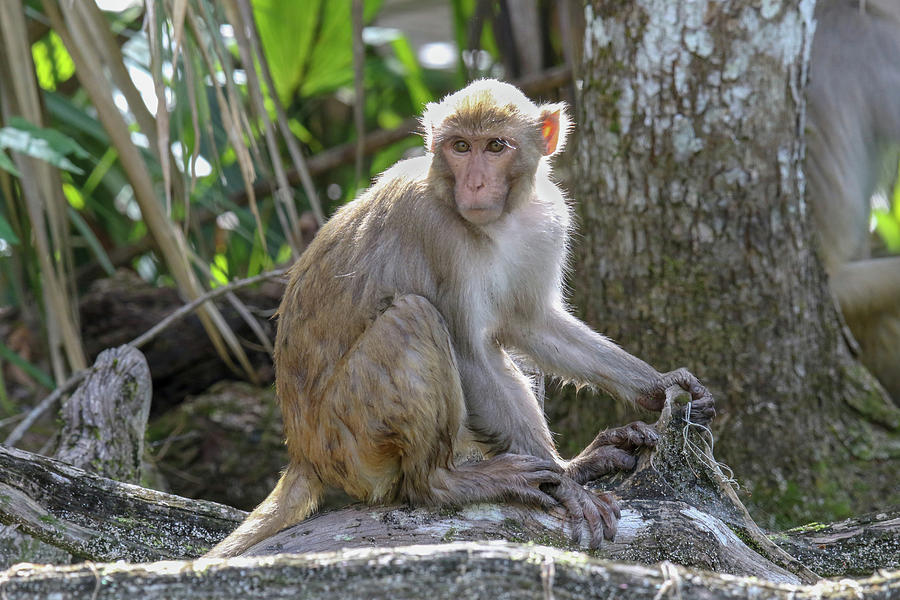 Silver Springs Rhesus Monkey Photograph by Brook Burling