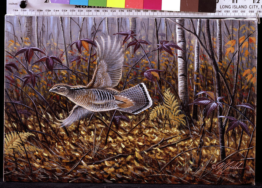 ruffed grouse painting