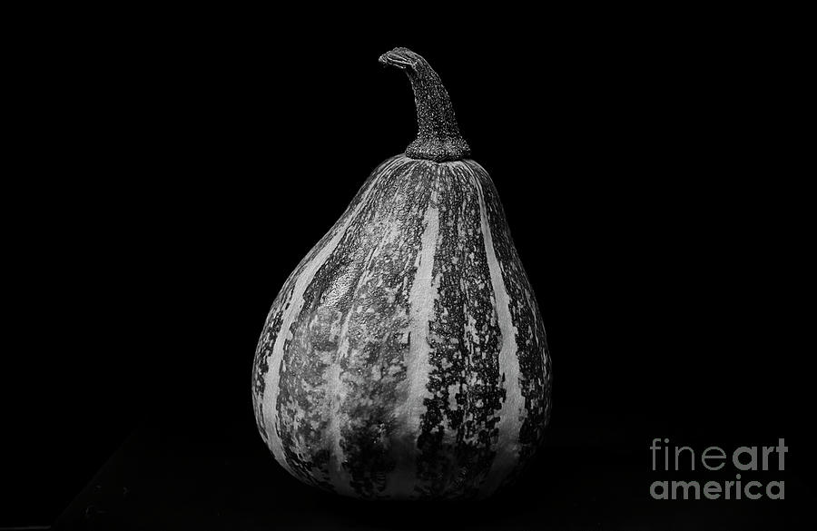 Black And White Photograph - Silver Striped Gourd by Elisabeth Lucas