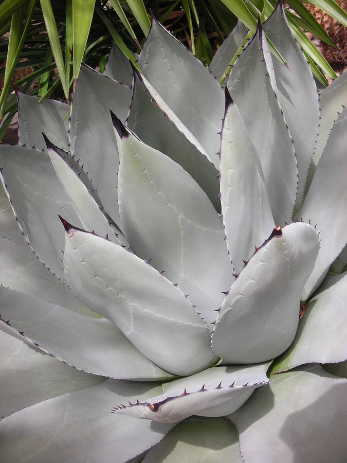 Silver Succulent Photograph by Caitlin Militello - Fine Art America