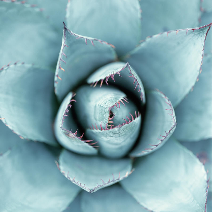 Silver Succulent Photograph by Micha Pawlitzki
