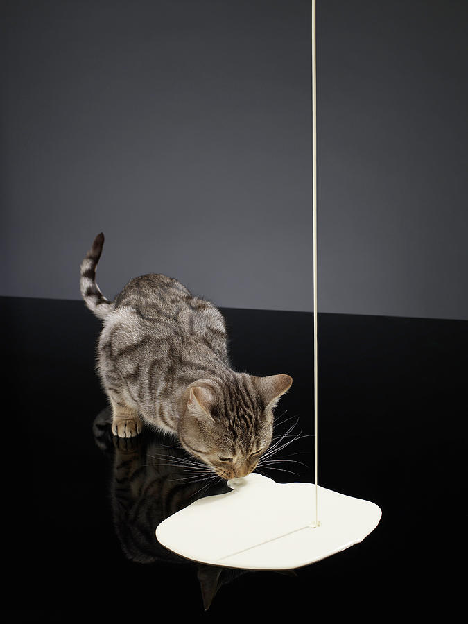Silver Tabby Cat Drinking Cream From Photograph by Michael Blann
