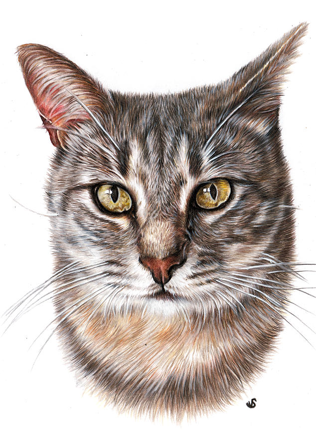 Silver Tabby Cat Drawing by Sema Martin Fine Art America