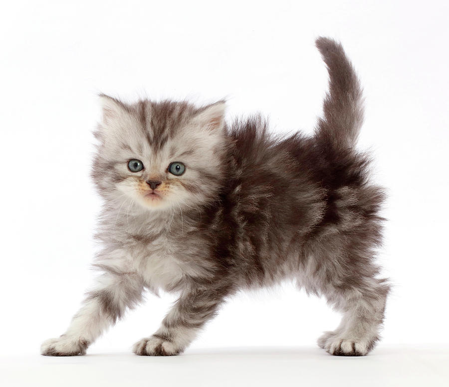 grey tabby persian cat