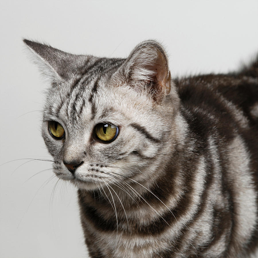 Silver Tabby Digital Art by Simon Murrell | Fine Art America