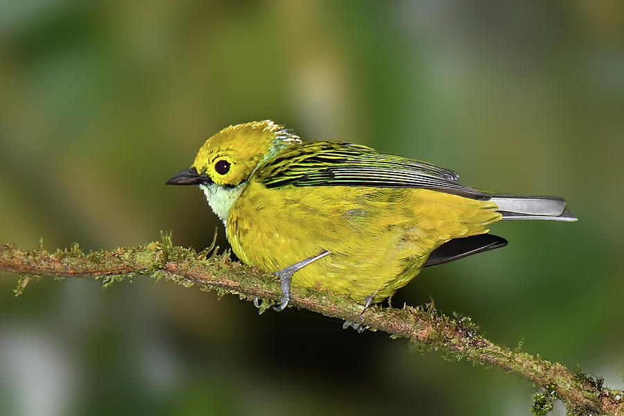 Silver-throated Tanager Photograph by Alan Lenk