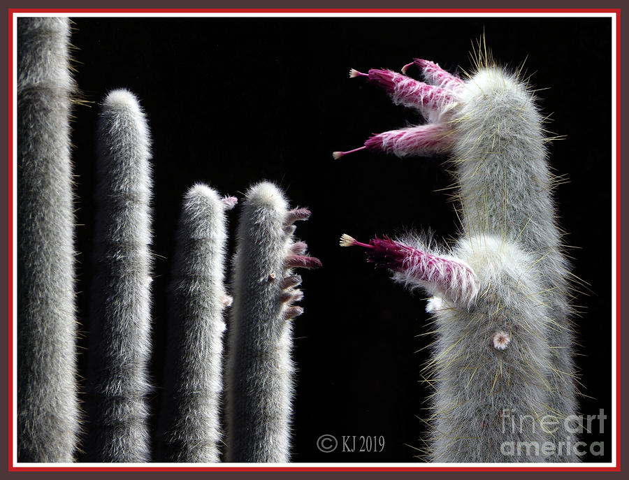 Silver Torch Cactus - Cleistocactus strausii Photograph by Klaus Jaritz