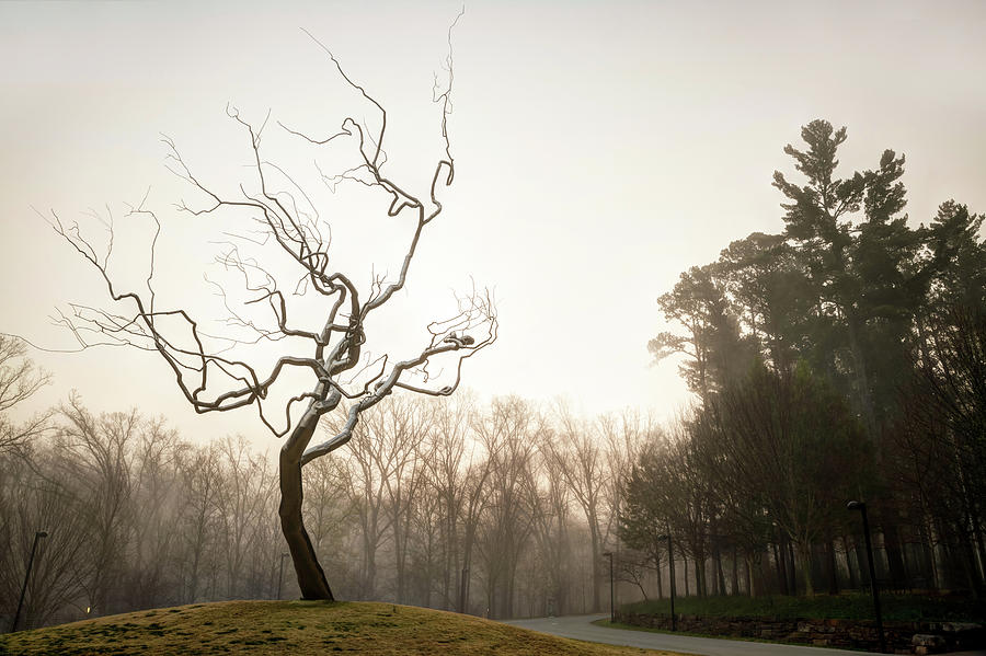 Silver Tree on a Foggy Morning - Crystal Bridges in Bentonville Arkansas Photograph by Gregory Ballos