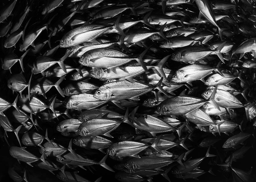 Silver Wall Photograph by Andrey Narchuk