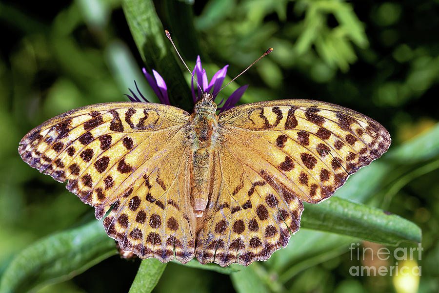 Butterfly Photograph - Silver-washed Fritillary Butterfly by Heiti Paves/science Photo Library