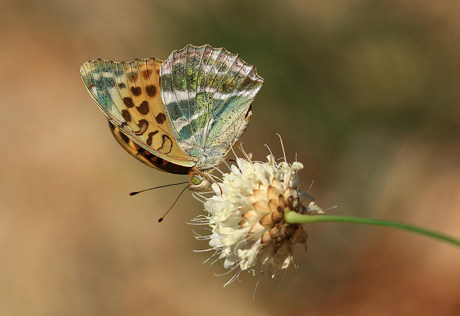 Silver-washed Fritillary Photograph by Simun Ascic