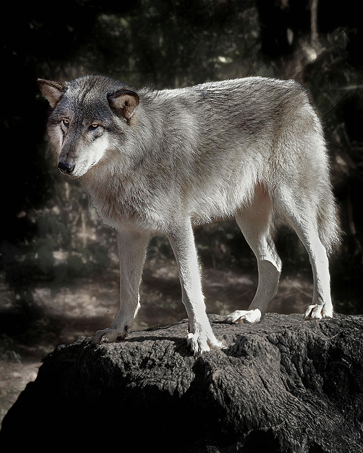 Silver Wolf Photograph by Jeannee Gannuch