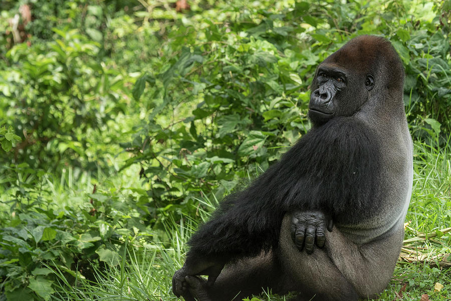 Silverback Gorilla Limbe Wildlife Center Photograph by Gerry Ellis