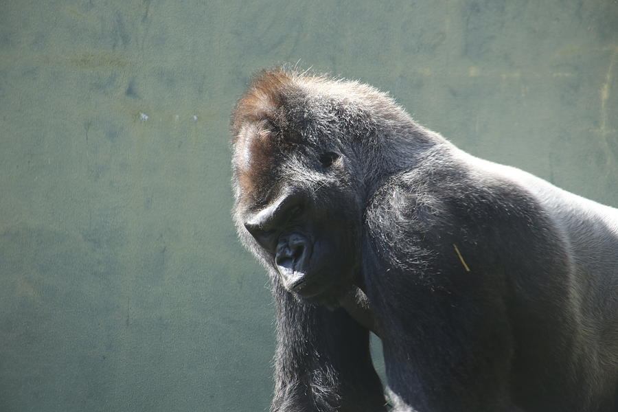 https://images.fineartamerica.com/images/artworkimages/mediumlarge/2/silverback-gorilla-looking-moody-and-angry-cavan-images.jpg