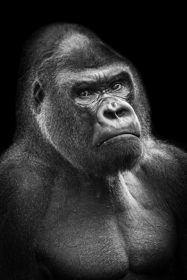 Animal Photograph - Silverback Gorilla Portrait by Nauzet Baez Photography