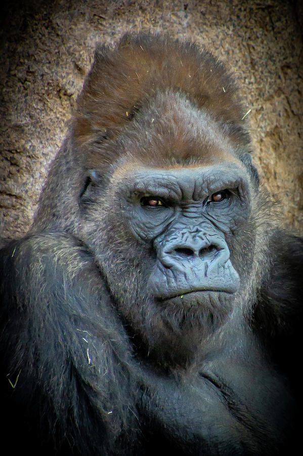 Silverback Gorilla Winston Photograph by Donald Pash