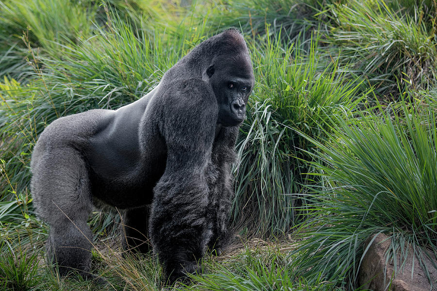 Animal Photograph - Silverback Stare 1806 by Donald Brown