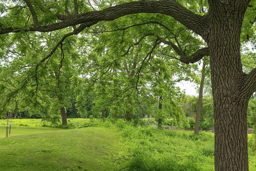 SilverLake-SummerDay-StrongBranches Photograph by Richard Lund