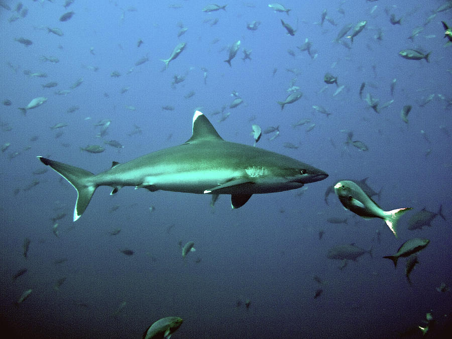 Silvertip Shark With Fish Photograph by Photo By Shera Mercer