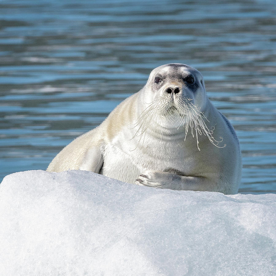 Silvery Bearded Seal pup Photograph by Steven Upton