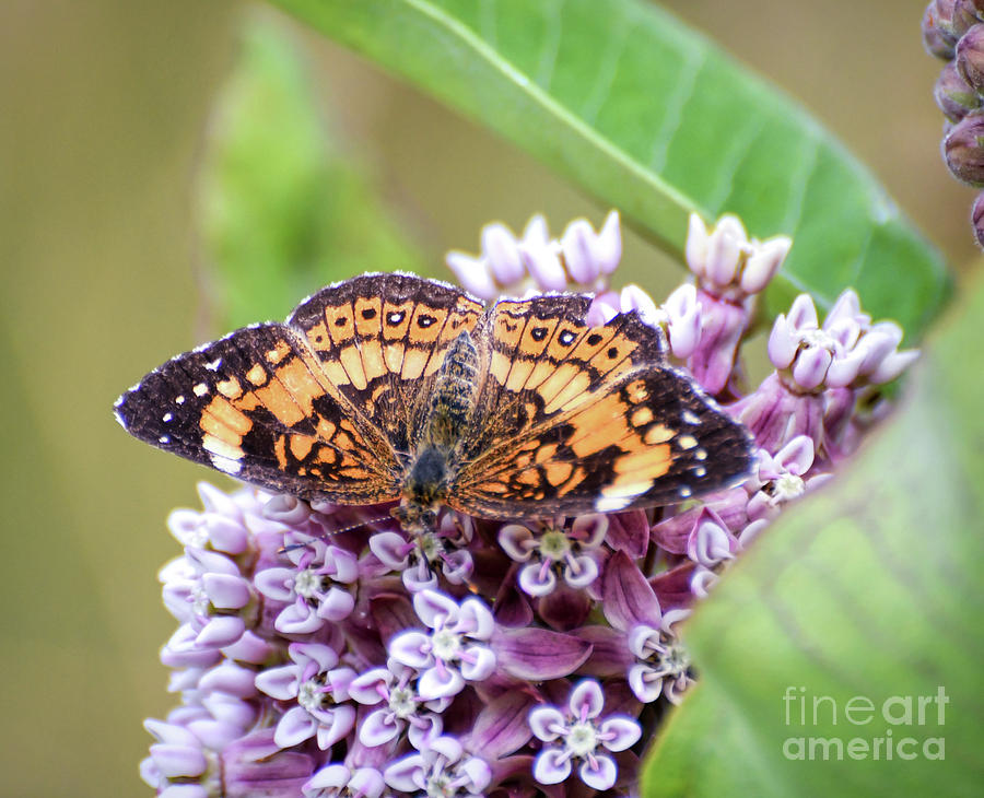 Silvery Checkerspot Butterfly on Milkweed Photograph by Kerri Farley