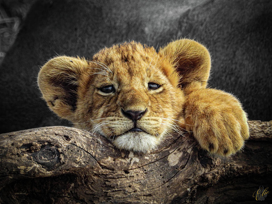SIMBA CUB by Elie Wolf SIMBA CUB by Elie Wolf