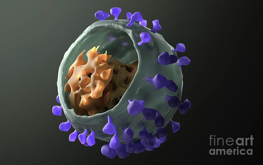 Simian Immunodeficiency Virus Photograph by Donald Bliss (nlm), Sriram