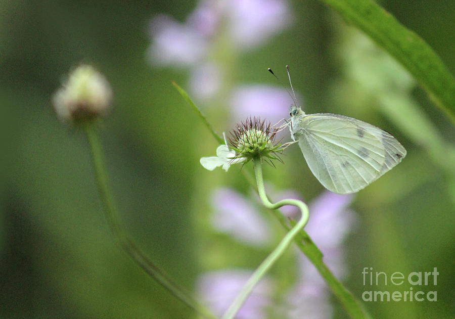 Simple Cabbage White Butterfly Photograph by Karen Adams