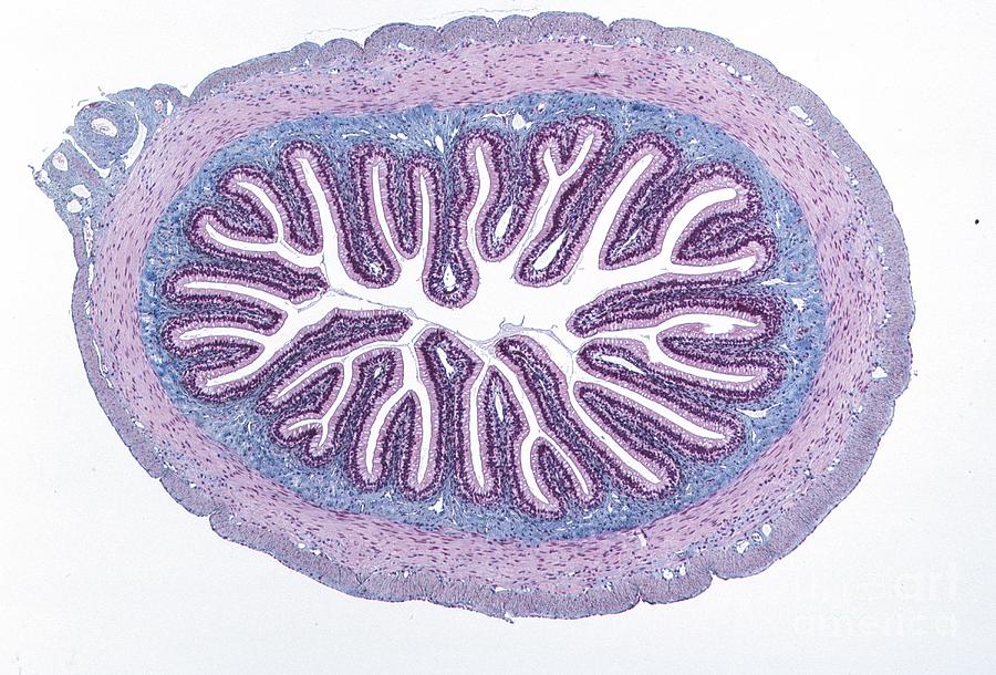 Simple Columnar Epithelium. Lm X4 Photograph by Carolina Biological Supply Company/science Photo Library