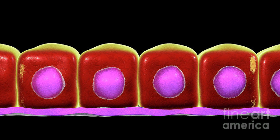 Simple Cuboidal Epithelium Photograph By Kateryna Konscience Photo Library 0505