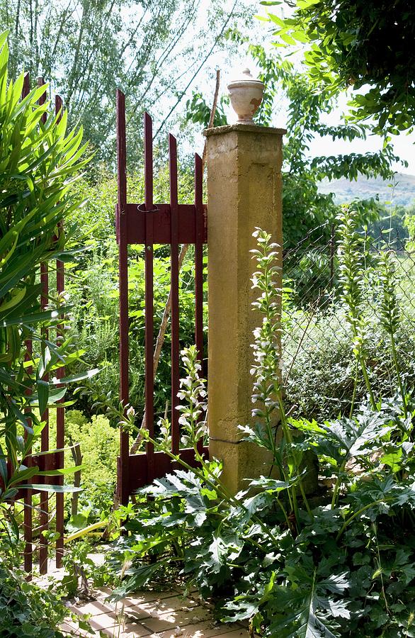 Simple Iron Gate Leading From Garden Photograph by Franziska Pietsch