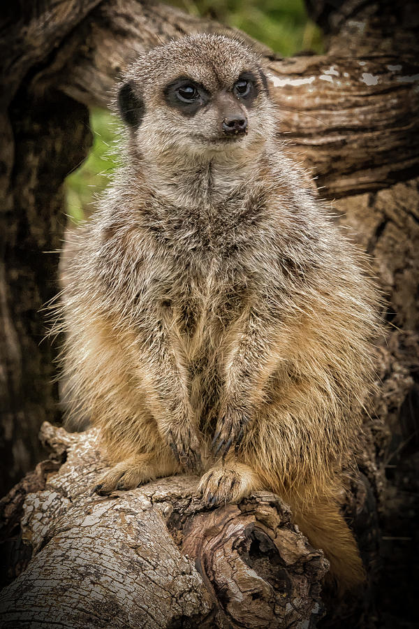 Simple Life by Chris Boulton Simple Life by Chris Boulton