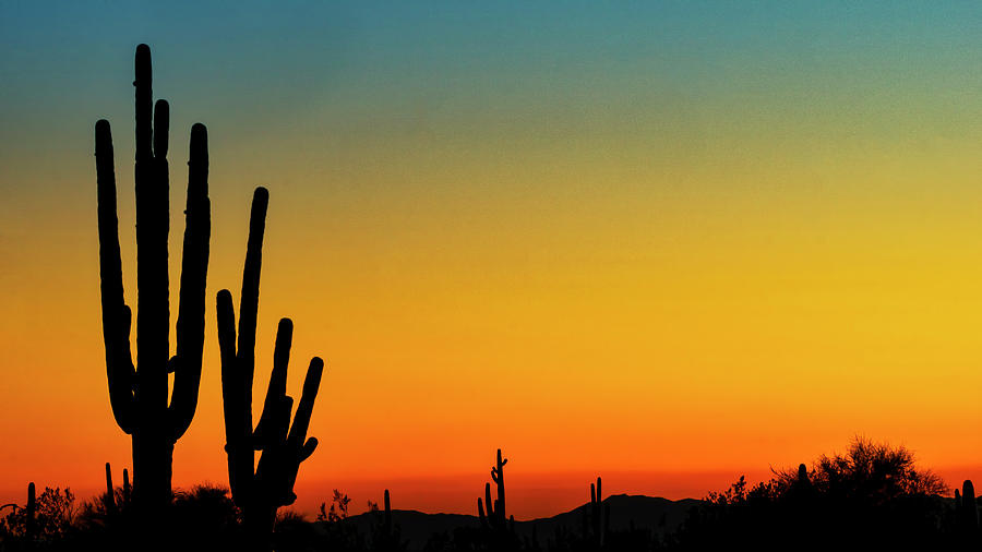 Simple Saguaro Sunset  Photograph by Saija Lehtonen