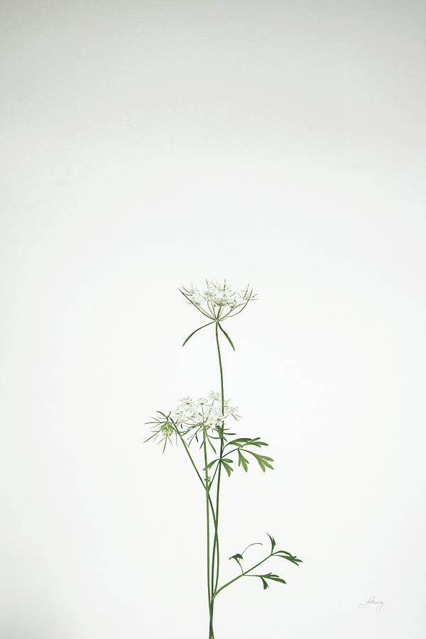 Botanicals Painting - Simple Stems Vi by Felicity Bradley