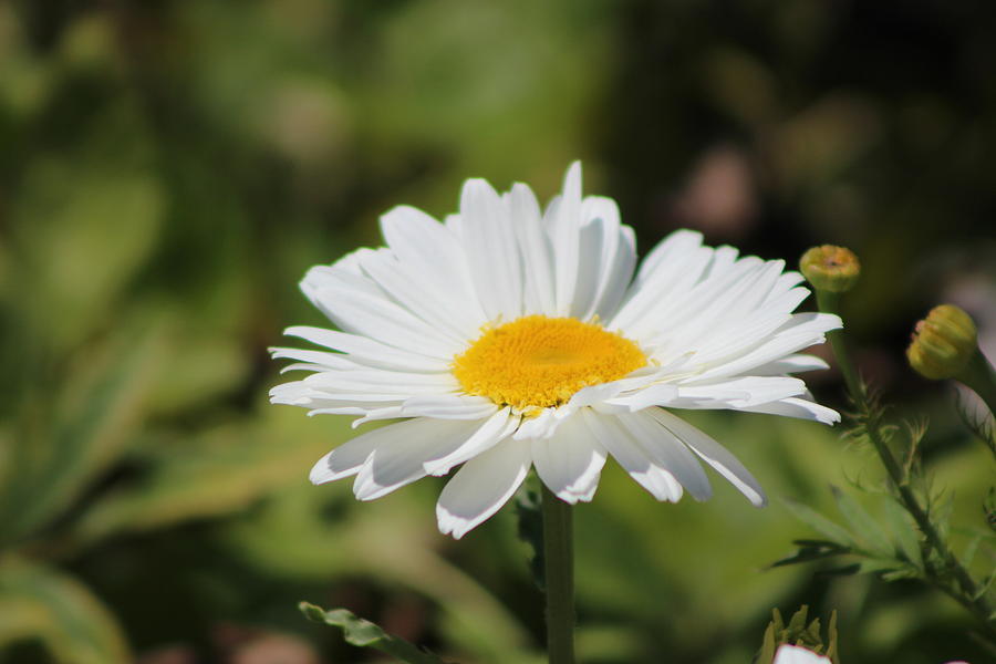 Simple White Daisy Chicago Botanical Gardens Photograph by Colleen Cornelius